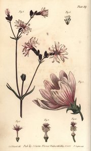 Malva, Malva sylvestris, Monadelphia av Sydenham Teast Edwards