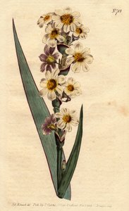 Marica har hvite, gulstripete blomster og lilla linjer. Stripete blomstret marica med hvite, gule og rene stripete blomster. Marica striata. Håndfarget kobberstikk fra en botanisk illustrasjon av Sydenham Edwards fra William Curtis "" B av Sydenham Teast Edwards