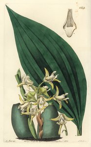 Maxillaria palmifolia orkidé (blekgul maxillaria, Maxillaria decolor). Håndfarget kobberstikk av S. Watts etter en illustrasjon av M. Hart fra Sydenham Edwards