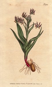 Melantium forgrening, med mange små blomster syrin, løk og røtter. Forgrenende melantium, med mange små syrinblomster, og løker og rotstruktur. Ornithoglossum viride (Melanthium viride) Håndfarget kobberstikk fra en botanisk illustrasjon av Sydenham Teast Edwards