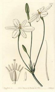 Meksikansk stjerne - Meksikansk stjerne eller snøhvit milla, Milla biflora. Håndfarget kobberstikk av S. Watts etter en illustrasjon av Miss Sarah Drake fra Sydenham Edwards