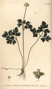 Moskusrot, Adoxa moschatellina, Tetragynia, blomst 1 og pistilla 2,3. Håndfarget kobberstikk av F. Sansom av en botanisk illustrasjon av Sydenham Edwards for William Curtis' Lectures on Botany, som ble levert i Botanic Garden at Lambeth av Sydenham Teast Edwards