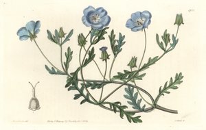 Namophile maculee, opprinnelig fra California - Water forte av S. Watts fra en illustrasjon av Sarah Anne Drake (1803-1857), fra Botanical Register av Sydenham Teast Edwards