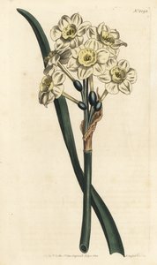 Narcissus en bukett - Buntblomstret påskelilje, Narcissus tazetta (Blek-cupped white garden narcissus; Narcissus orientalis) - Håndfarget kobberstikk av F. Sansom Jr. etter en illustrasjon av Sydenham Edwards fra William Curtis' Botanical Magaz av Sydenham Teast Edwards