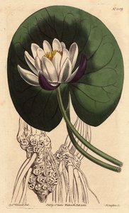 Nenuphar har en stor hvit blomst foran hele det runde bladet. Koppblomstret vannlilje med stor hvit blomst foran rund liljepute. Nymphaea nitida. Håndfarget kobberstikk fra en botanisk illustrasjon av Sydenham Edwards fra William av Sydenham Teast Edwards