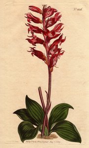 Neottie-orkide med frostblomst, rosa og karmosinrød farge, hjemmehørende i Jamaica. Frostet blomstret neottia, med karmosinrøde og rosa blomster, innfødt fra Jamaica. Stenorhynchus squamulosus (Neottia orchioides) Håndfarget kobberstikk fra en botanisk il av Sydenham Teast Edwards