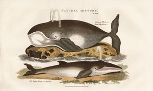 Nord-Atlantiske hvaler av Sydenham Teast Edwards