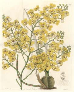 Orkidé (Oncidium ampliatum), med gule blomster, hjemmehørende i New Zealand - Water forte av S. Watts fra en illustrasjon av Sarah Anne Drake (1803-1857), fra Botanical Register av Sydenham Teast Edwards