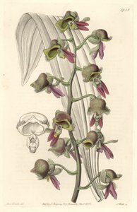 Orchid Catasetum, tofargede blomster, hjemmehørende i Guyana - Water forte av S. Watts fra en illustrasjon av Sarah Anne Drake (1803-1857), fra det botaniske registeret av Sydenham Teast Edwards