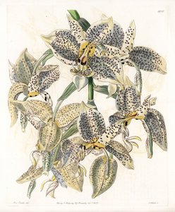 Orkidé: Stanhopea-variant, neotropisk - Plate gravert av S.Watts, fra en illustrasjon av Sarah Anne Drake (1803-1857), fra Botanical Register of Sydenham Edwards (1768-1819), England av Sydenham Teast Edwards