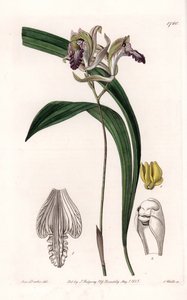 Orchid: Variety of Bletia of America - Plate gravert av S.Watts, fra en illustrasjon av Sarah Anne Drake (1803-1857), fra Botanical Register of Sydenham Edwards (1768-1819), England av Sydenham Teast Edwards