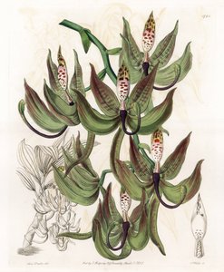 Orchid: Variety of Cycnoche - Gravert tavle av S.Watts, fra en illustrasjon av Sarah Anne Drake (1803-1857), fra Botanical Register of Sydenham Edwards (1768-1819), England