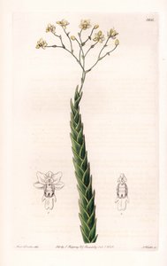 Orchid: eksotisk variant av Lockhartia - Plate gravert av S.Watts, fra en illustrasjon av Sarah Anne Drake (1803-1857), fra Botanical Register of Sydenham Edwards (1768-1819), England av Sydenham Teast Edwards
