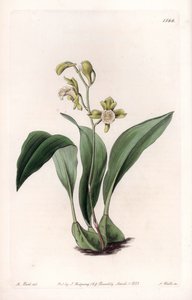 Orchid: maxillary a bunches - Gravert tavle av S.Watts, fra en illustrasjon av Sarah Anne Drake (1803-1857), fra Botanical Register of Sydenham Edwards (1768-1819), England av Sydenham Teast Edwards