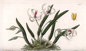 Orchid: miniatyr variasjon av leptotes - Plate gravert av S.Watts, fra en illustrasjon av Sarah Anne Drake (1803-1857), fra Botanical Register of Sydenham Edwards (1768-1819), England av Sydenham Teast Edwards