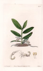 Orchid: variete de camphylocentrum - Plate gravert av S.Watts, fra en illustrasjon av Sarah Anne Drake (1803-1857), fra Botanical Register of Sydenham Edwards (1768-1819), England av Sydenham Teast Edwards