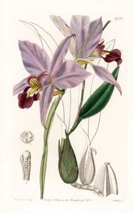 Orchid: variete de laelia - Plate gravert av S.Watts, fra en illustrasjon av Sarah Anne Drake (1803-1857), fra Botanical Register of Sydenham Edwards (1768-1819), England av Sydenham Teast Edwards