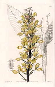 Orchid: variete of govenia - Plate gravert av S.Watts, fra en illustrasjon av Sarah Anne Drake (1803-1857), fra Botanical Register of Sydenham Edwards (1768-1819), England av Sydenham Teast Edwards