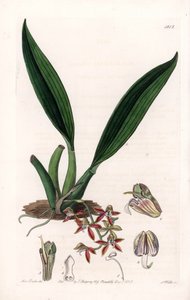 Orkidé: variant av macradenia, hjemmehørende i Guyana - Plate gravert av S.Watts, fra en illustrasjon av Sarah Anne Drake (1803-1857), fra Botanical Register of Sydenham Edwards (1768-1819), England av Sydenham Teast Edwards