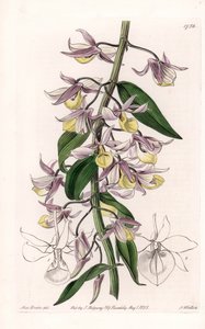Orkidé: variant av Dendrobium, hjemmehørende i Asia - Plate gravert av S. Watts, fra en illustrasjon av Sarah Anne Drake (1803-1857), fra Botanical Register of Sydenham Edwards (1768-1819), England av Sydenham Teast Edwards