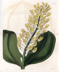 Orchid: variant av dendrobium fra Australia - Plate gravert av S.Watts, fra en illustrasjon av Sarah Anne Drake (1803-1857), fra Botanical Register of Sydenham Edwards (1768-1819), England av Sydenham Teast Edwards