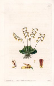 Orchid: variety of epidendre - Plate gravert av S.Watts, fra en illustrasjon av Sarah Anne Drake (1803-1857), fra Botanical Register of Sydenham Edwards (1768-1819), England av Sydenham Teast Edwards