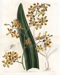 Orchid: variasjon av epidendrum - Plate gravert av S.Watts, fra en illustrasjon av Sarah Anne Drake (1803-1857), fra Botanical Register of Sydenham Edwards (1768-1819), England av Sydenham Teast Edwards