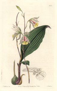 Orchidee, American Bletia - Water Forte av S. Watts fra en illustrasjon av T. Holland, fra Botanical Register av Sydenham Teast Edwards