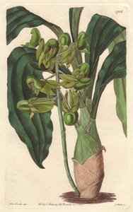 Orchidee Catasetum, hjemmehørende i Brasil - Water forte av S. Watts fra en illustrasjon av Sarah Anne Drake (1803-1857), fra Botanical Register av Sydenham Teast Edwards