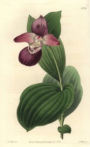 Orchidee tresko av Venus har store blomster - storblomstret cypripedium eller storblomstret dametøffelorkidé, Cypripedium macranthos. Håndfarget kobberstikk av S. Watts etter en illustrasjon av M. Hart fra Sydenham Edwards