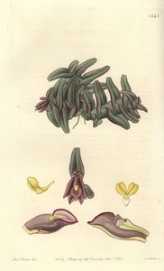 Orchidee epidendrum of Sentral-Amerika - Epidendrum schlechterianum orchid (lilla nanoder, nanoder misfarges). Håndfarget kobberstikk av S. Watts etter en illustrasjon av Miss Sarah Drake fra Sydenham Edwards' Botanical Register, Ridgeway, Lon av Sydenham Teast Edwards