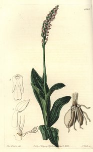 Orchidee neotine - Tettblomstret orkidé, Neotinea maculata (En-størrelse aceras, Aceras secundiflora). Håndfarget kobberstikk av S. Watts etter en illustrasjon av Miss Sarah Drake fra Sydenham Edwards' Botanical Register, Ridgeway, London av Sydenham Teast Edwards