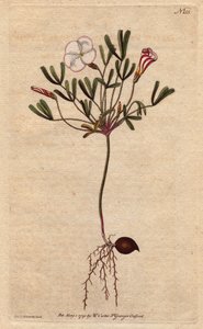 Oxalis (liten sorrel) har hvite stripete blomster og sukkerrosa, hjemmehørende i Afrika. Stripete blomstret tresyre med rosa godteri stripete hvite blomster. Innfødt i Afrika. Oxalis versicolor. Håndfarget kobberstikk fra en botanisk illustrasjon av av Sydenham Teast Edwards