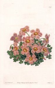 Oxalis Variete - Plate gravert av S.Watts, fra en illustrasjon av Sarah Anne Drake (1803-1857), fra Botanical Register of Sydenham Edwards (1768-1819), England av Sydenham Teast Edwards