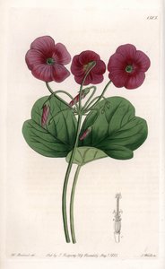 Oxalis de Bowie - Plate gravert av S.Watts, fra en illustrasjon av Sarah Anne Drake (1803-1857), fra Botanical Register of Sydenham Edwards (1768-1819), England av Sydenham Teast Edwards