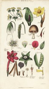 Deler av blomster inkludert kronblad, nektar, glume, frø, spathe, brakte, belgfrukter, etc. Håndfarget kobberstikk etter Sydenham Edwards fra John Mason Good's Pantologia, a New Encyclopedia, G. Kearsley, London av Sydenham Teast Edwards