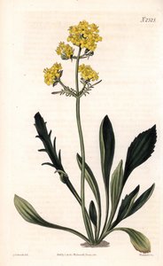 Patrinia sibirica (altaisk vendelrot, Valeriana ruthenica). Håndfarget kobberstikk av Weddell etter en illustrasjon av Sydenham Edwards fra Samuel Curtis' "" Botanical Magazine,"" London av Sydenham Teast Edwards