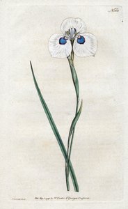 Peacock Iris - Litografi av Sydenham Edwards (1768-1819), plate fra William Curtis's Botanical Magazine (1746-1799) av Sydenham Teast Edwards