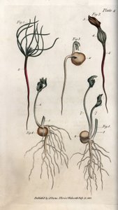 Erter, belgfruktfrø har forskjellige spirestadier. Farget kobberstikk, illustrasjon av Sydenham Edwards (1768-1819) for Conferences of Botanical, Botanical Garden of Lambeth (England) av Sydenham Teast Edwards