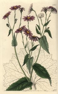 Pericallis tussilaginis (Coltsfoot-leaved groundsel, Senecio tussilaginis). Håndfarget kobberstikk av S. Watts etter en illustrasjon av Miss Sarah Drake fra Sydenham Edwards' Botanical Register, Ridgeway, London av Sydenham Teast Edwards