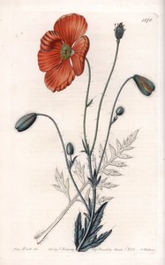 Persian Poppy Variete - Gravert av S.Watts, fra en illustrasjon av Sarah Anne Drake (1803-1857), fra Botanical Register of Sydenham Edwards (1768-1819), England av Sydenham Teast Edwards
