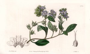 Phacelia, endemisk i California - Gravert av S.Watts, fra en illustrasjon av Sarah Anne Drake (1803-1857), fra Botanical Register of Sydenham Edwards (1768-1819), England av Sydenham Teast Edwards