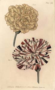 Picotee nellik 1 og skarlagen bisarr nellik 2. Håndfarget kobberstikk av F. Sansom av en botanisk illustrasjon av Sydenham Edwards for William Curtis' Lectures on Botany, som ble levert i Botanic Garden at Lambeth av Sydenham Teast Edwards