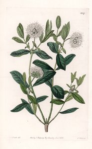 Pimelea Variete - Plate gravert av S.Watts, fra en illustrasjon av Sarah Anne Drake (1803-1857), fra Botanical Register of Sydenham Edwards (1768-1819), England av Sydenham Teast Edwards