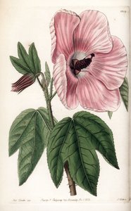 Pink Hibiscus - Plate gravert av S.Watts, fra en illustrasjon av Sarah Anne Drake (1803-1857), fra Botanical Register of Sydenham Edwards (1768-1819), England av Sydenham Teast Edwards