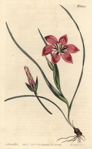 Rosa froetang, Romulea flava (Blush trichonema, Trichonema pudicum). Håndfarget kobberstikkgravering av F. Sansom Jr. etter en illustrasjon av Sydenham Edwards fra William Curtis 