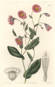 Rosa rhodanthe, hjemmehørende i Australia - S. Watts sterkt vann fra en illustrasjon av Sarah Anne Drake (1803-1857), fra Botanical Register av Sydenham Teast Edwards