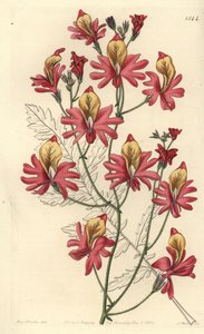 Fattigmannsorkidé, Schizanthus grahamii (Blunt-petalled schizanthus, Schizanthus retusus). Håndfarget kobberstikk av S. Watts etter en illustrasjon av Miss Sarah Drake fra Sydenham Edwards