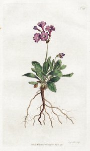 Primevere marginee - Litografi av Sydenham Edwards (1768-1819), plate fra William Curtis's Botanical Magazine (1746-1799) av Sydenham Teast Edwards