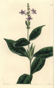 Pseuderanthemum faecundum (Evigblåsende eranthemum, Eranthemum faecundum). Håndfarget kobberstikk av S. Watts etter en illustrasjon av Miss Sarah Drake fra Sydenham Edwards' Botanical Register, Ridgeway, London av Sydenham Teast Edwards